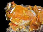 Bright Orange Wulfenite Cluster - Large Crystals #39140-5